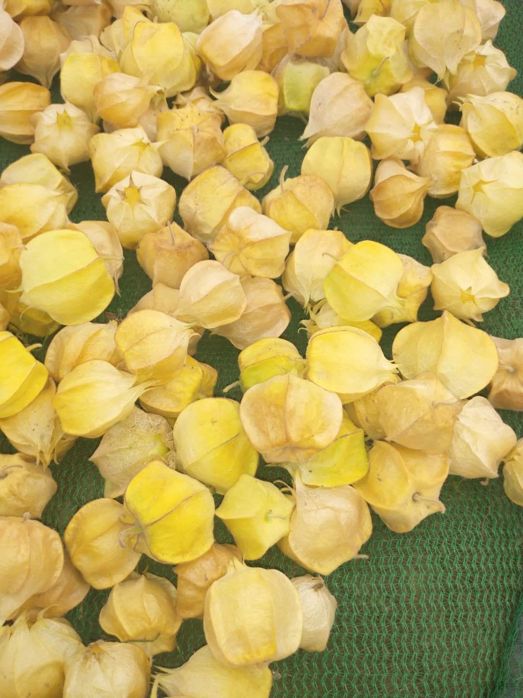 红菇娘 东北甜菇娘