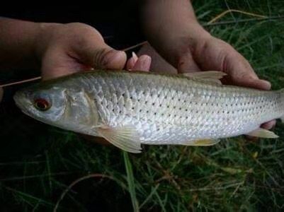 赤眼鳟鱼苗 淡水养殖种苗 广东广州花都区发货
