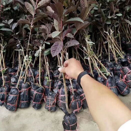 灵山县紫肉番石榴苗