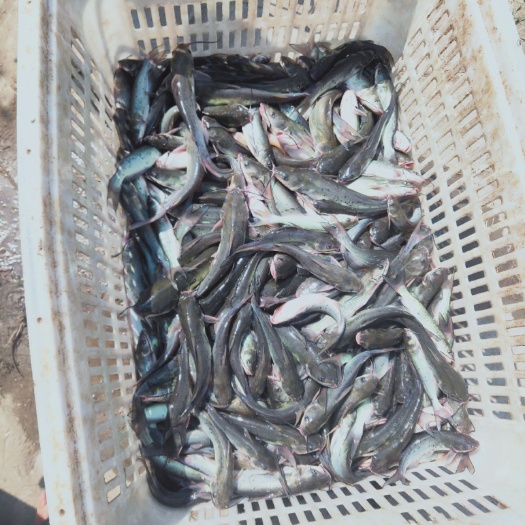 聊城斑点叉尾鮰苗 保证质量，