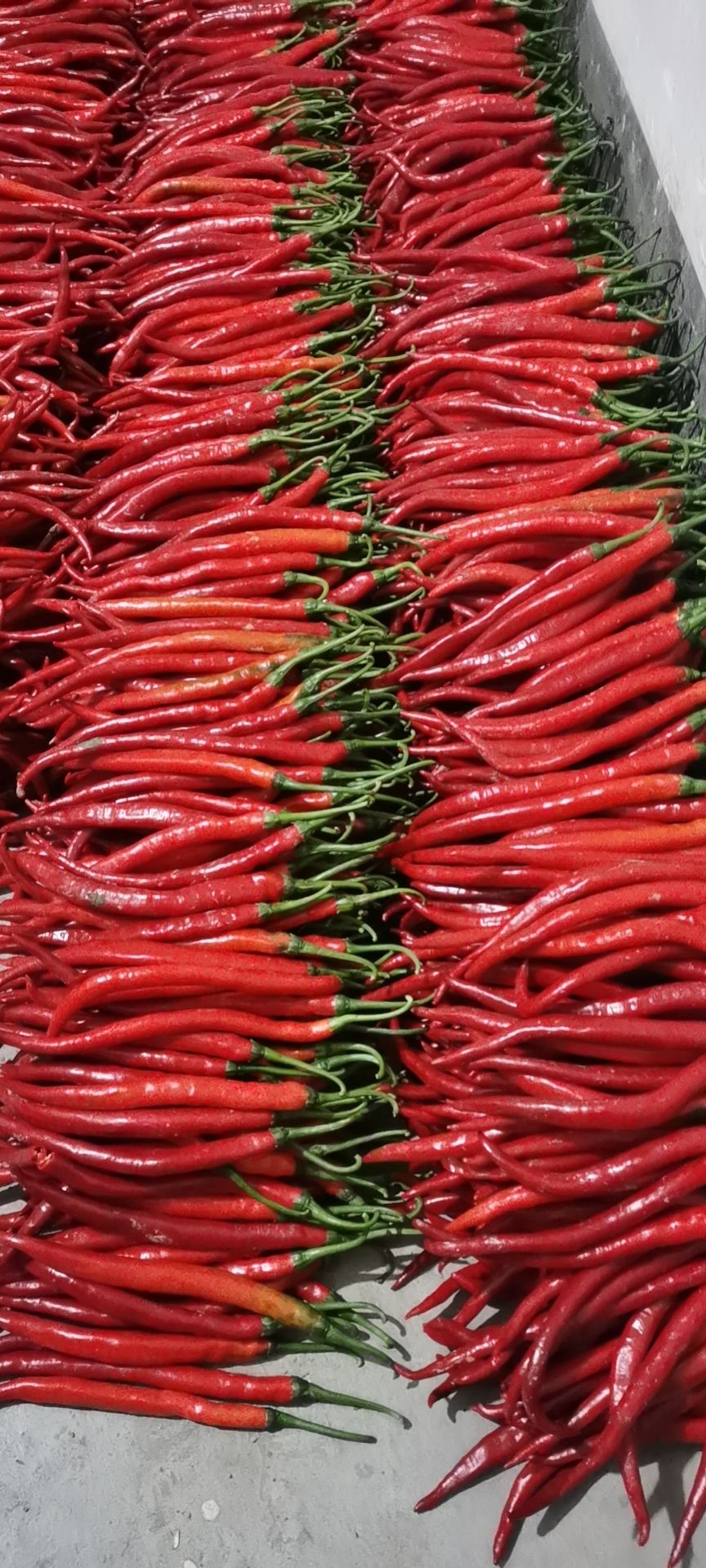 二荆条  精品棍棍椒（山货绿色健康）