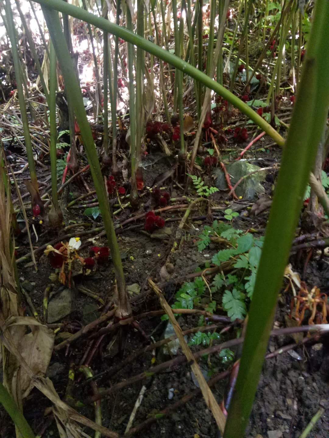  河口桥头砂仁