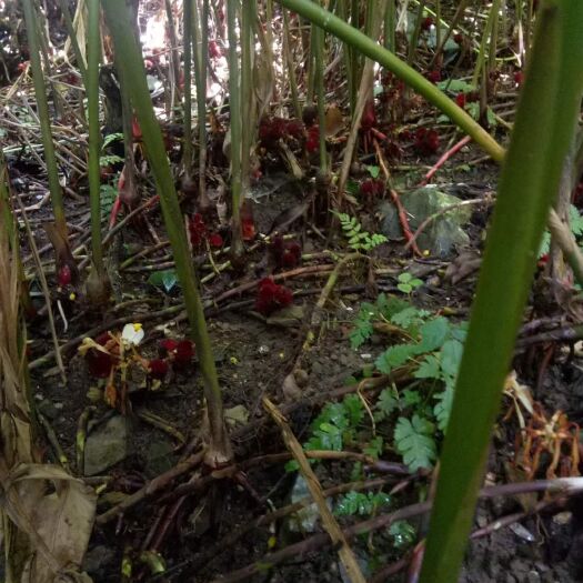 河口县 河口桥头砂仁