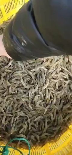 湖州 本公司长期供应河虾苗，罗鱼苗，泥鳅苗，欢迎广大客户订购