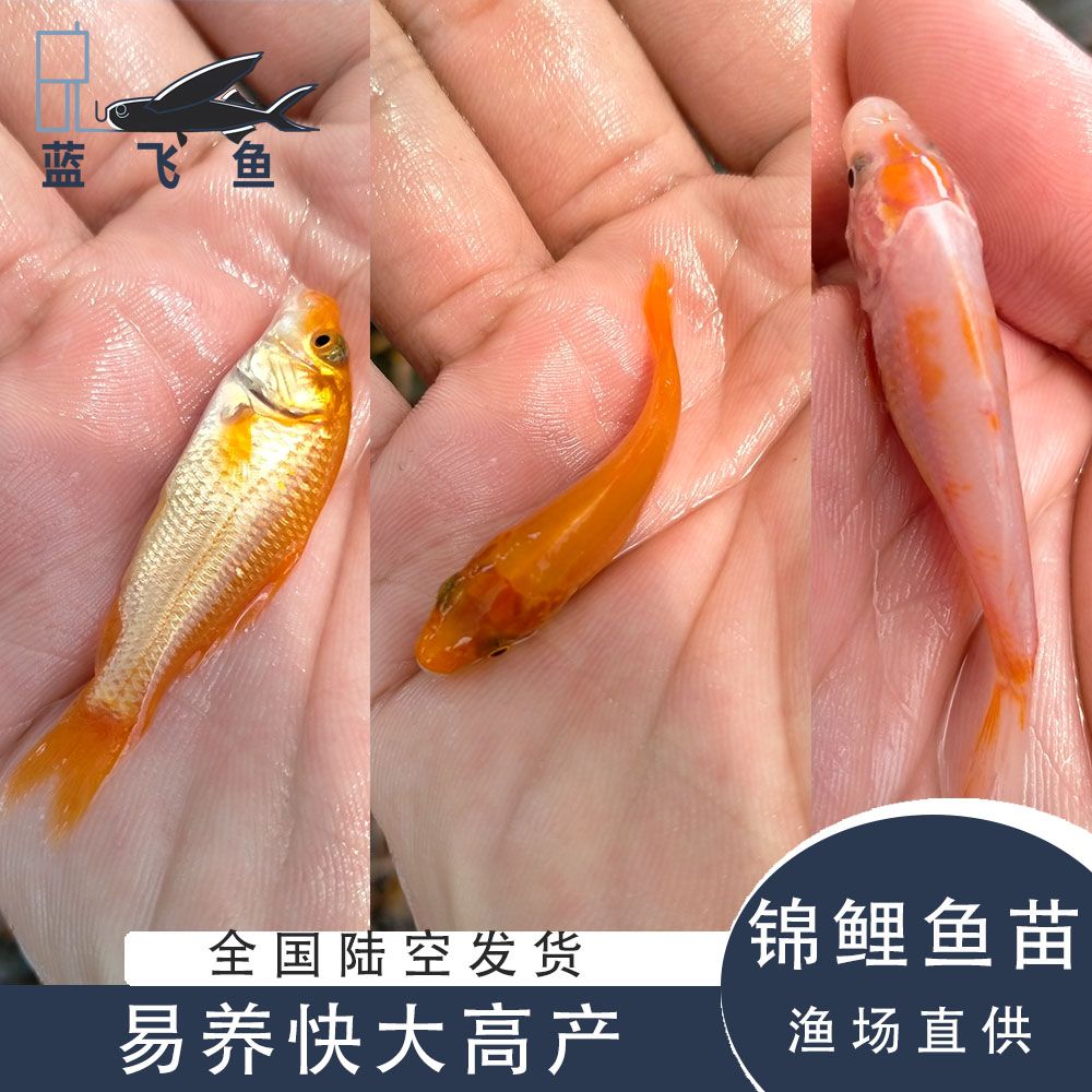 锦鲤鱼苗