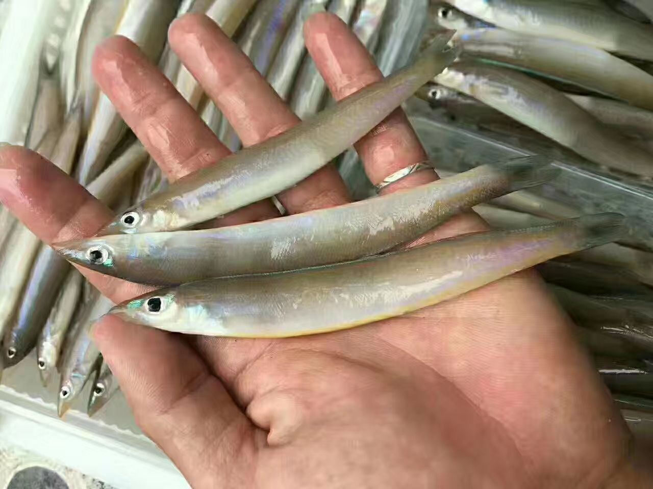 沙溜  海泥鳅