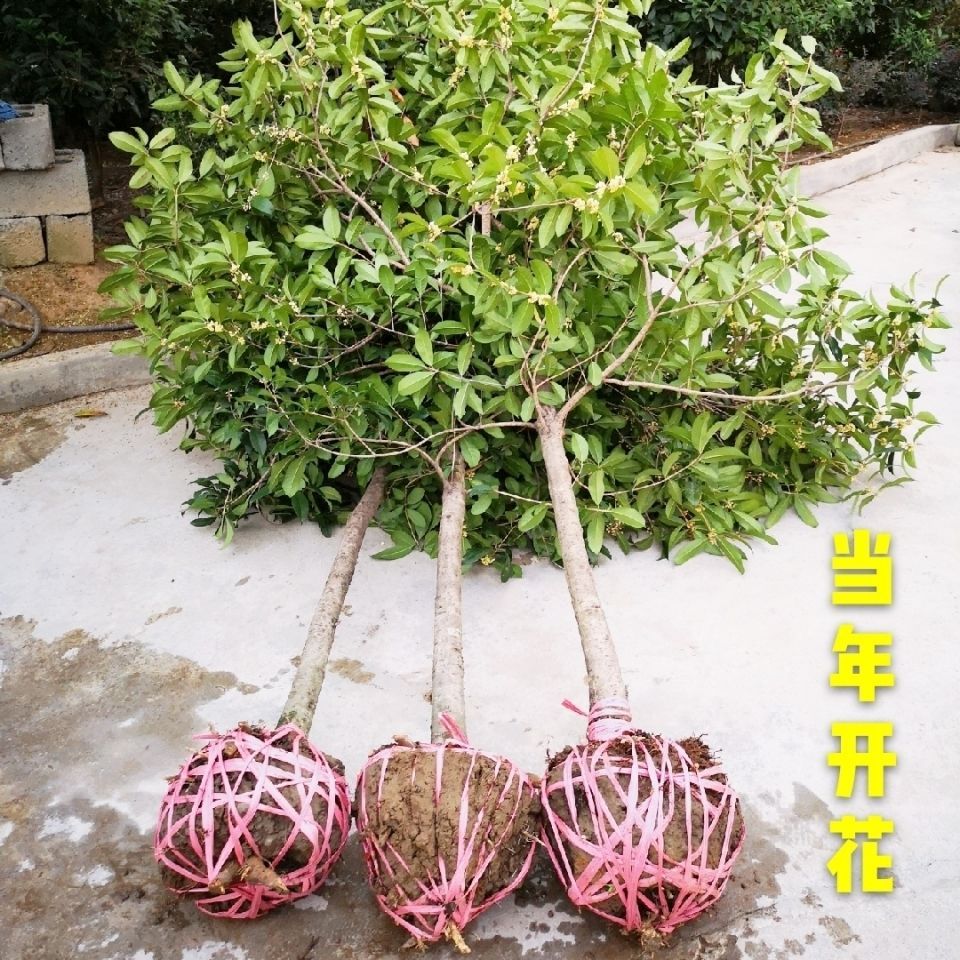 桂花树金桂庭院别绿化桂花树桂花树苗