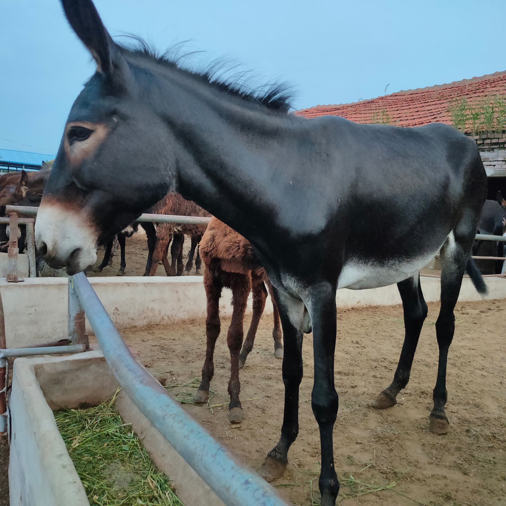 种驴  毛驴种馿馿苗成年肉驴出售