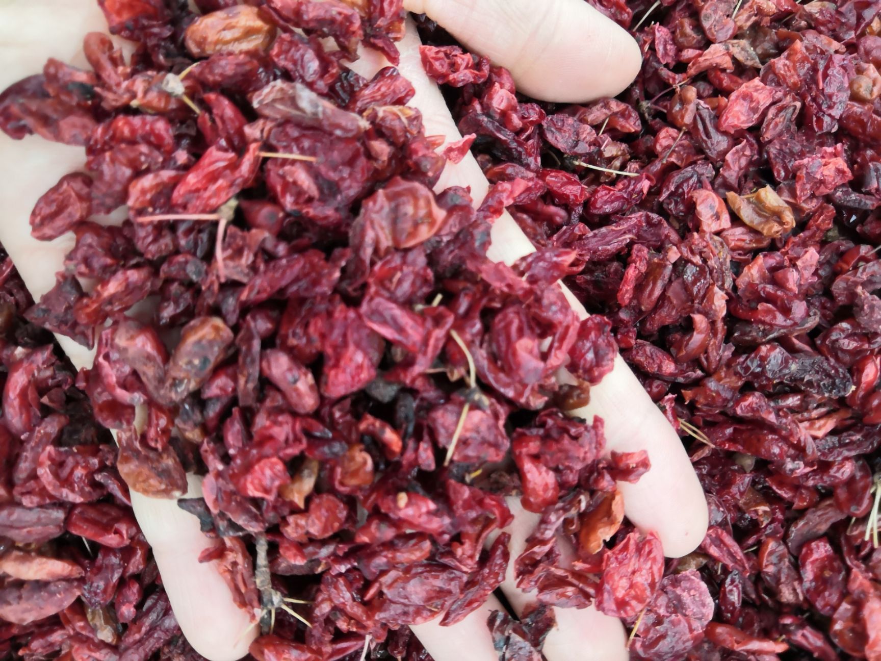 山茱萸 无硫 茱萸 山萸肉 枣皮 新货 批发各种中药