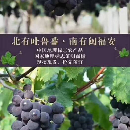 福安市 福安高山巨峰葡萄