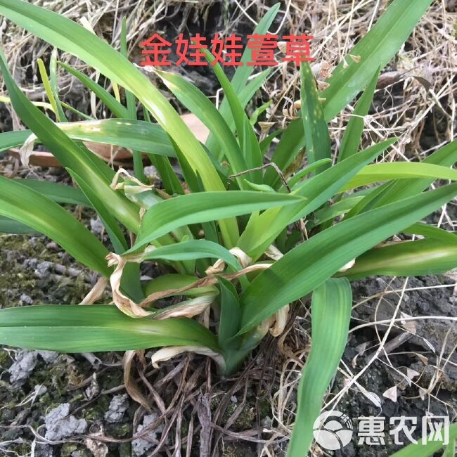  批发金娃娃萱草 金娃娃萱草地苗杯苗基地直销 一手货源