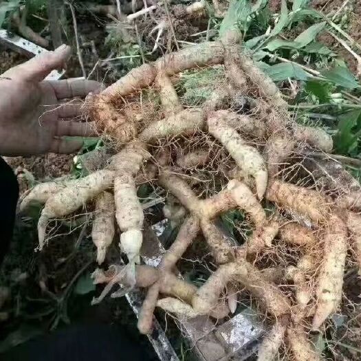 连州市玉竹  天然种植