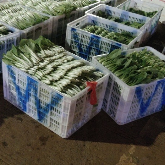 成都毛白菜   基地小白菜上海青