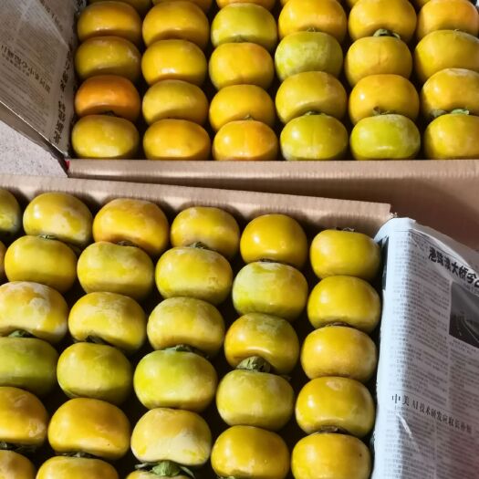 恭城县柿子  广西恭城红柿脆柿产地直供