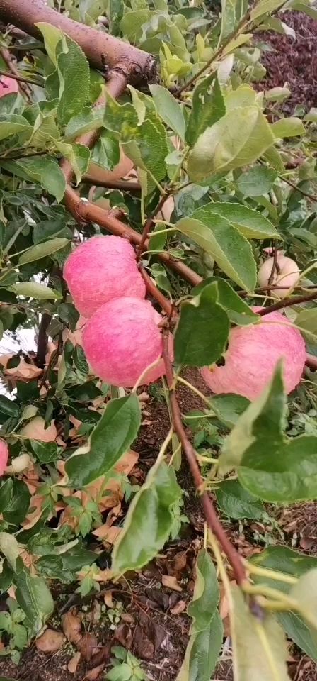 绥中县【优惠】嘎啦苹果大量有货产地直销价格