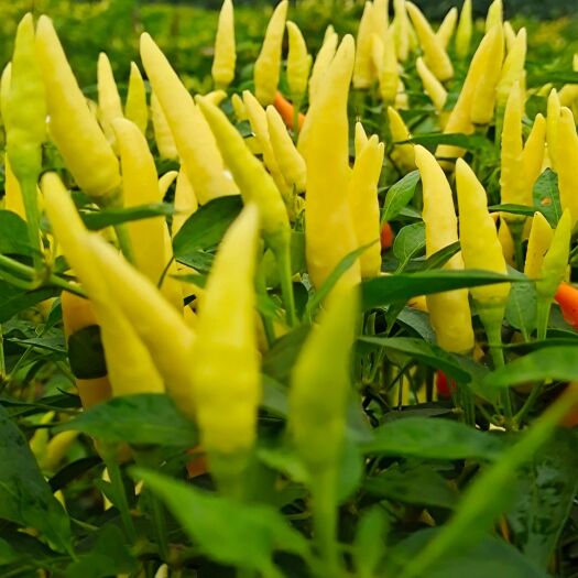 鹿邑县 新鲜泡椒剁椒玉脂小米辣白米椒朝天椒特辣野山椒蔬菜泡椒凤爪原