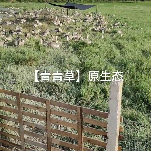 遂溪县大白沙 12斤以上 统货 半圈养半散养
