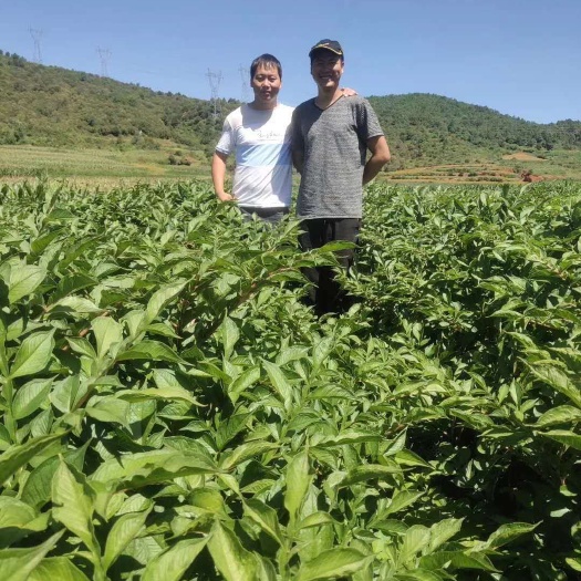 魔芋种子  花魔芋二代种子脱水消毒全国发货技术指导保底回
