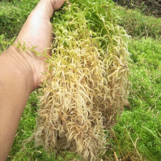 平塘县水苔 农家货没装袋   40000自己来家装