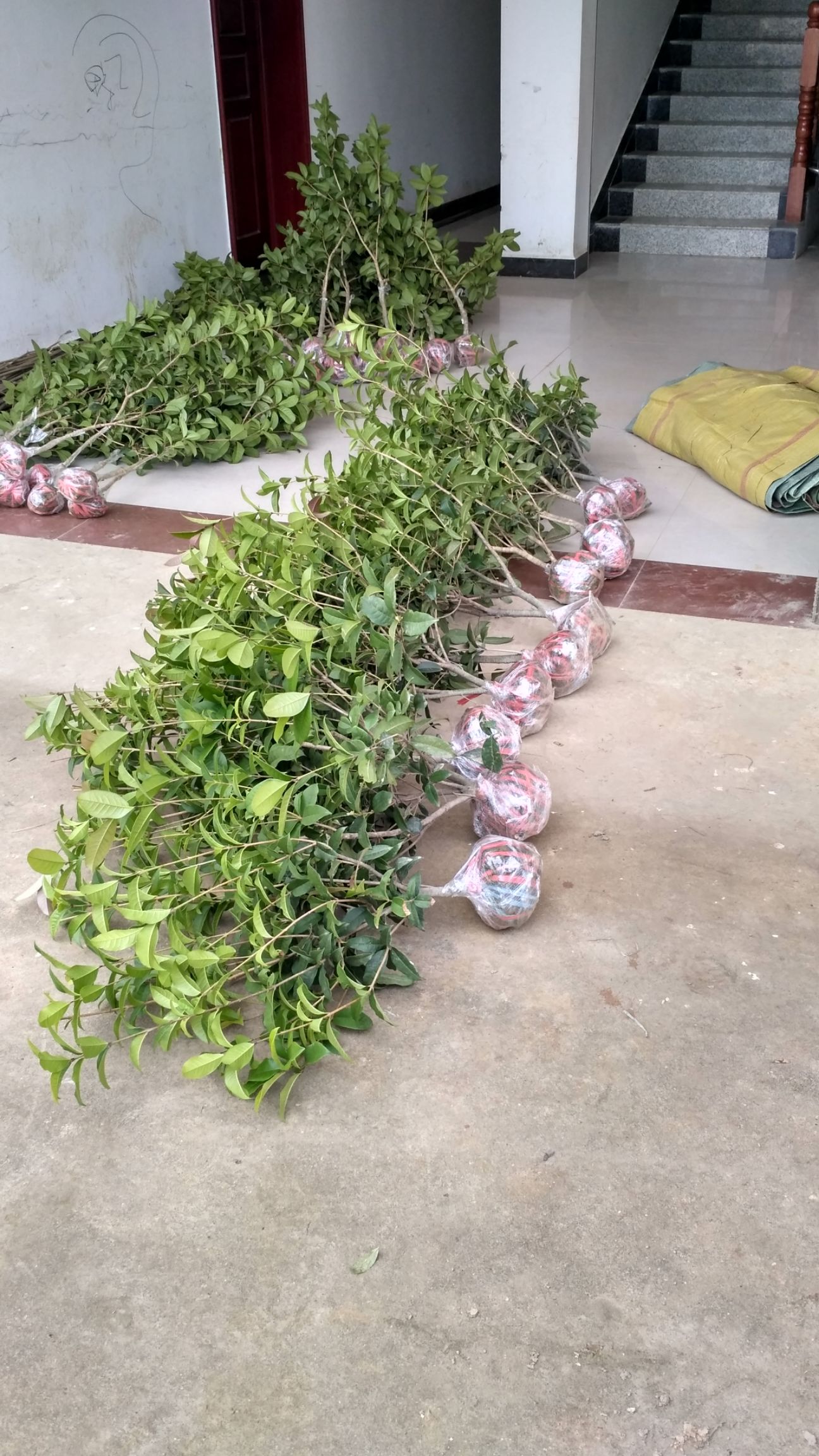 苗圃直销桂花树四季桂 月桂 月月桂 盆栽四季桂树苗批发价包邮