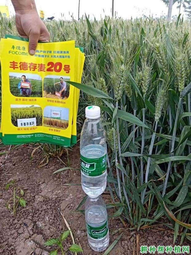 小麦种子  丰德存麦20 公司授权  23斤精装