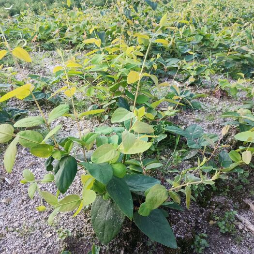 山银花苗 树形湖南山银花嫁接苗