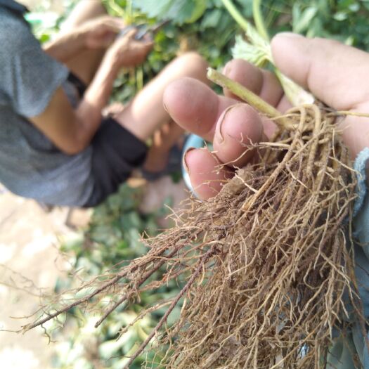 平度市章姬草莓苗  章姬甜宝草莓开始出售了。
