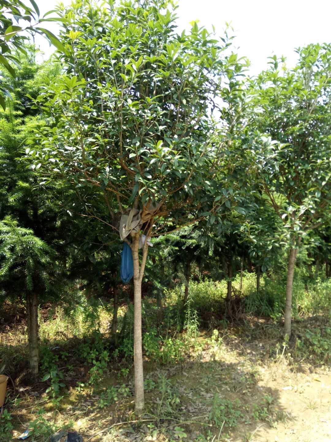  八年龄八月桂出售