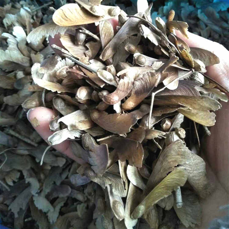 九江糖槭种子 小叶鸡爪槭种子产地批发供应