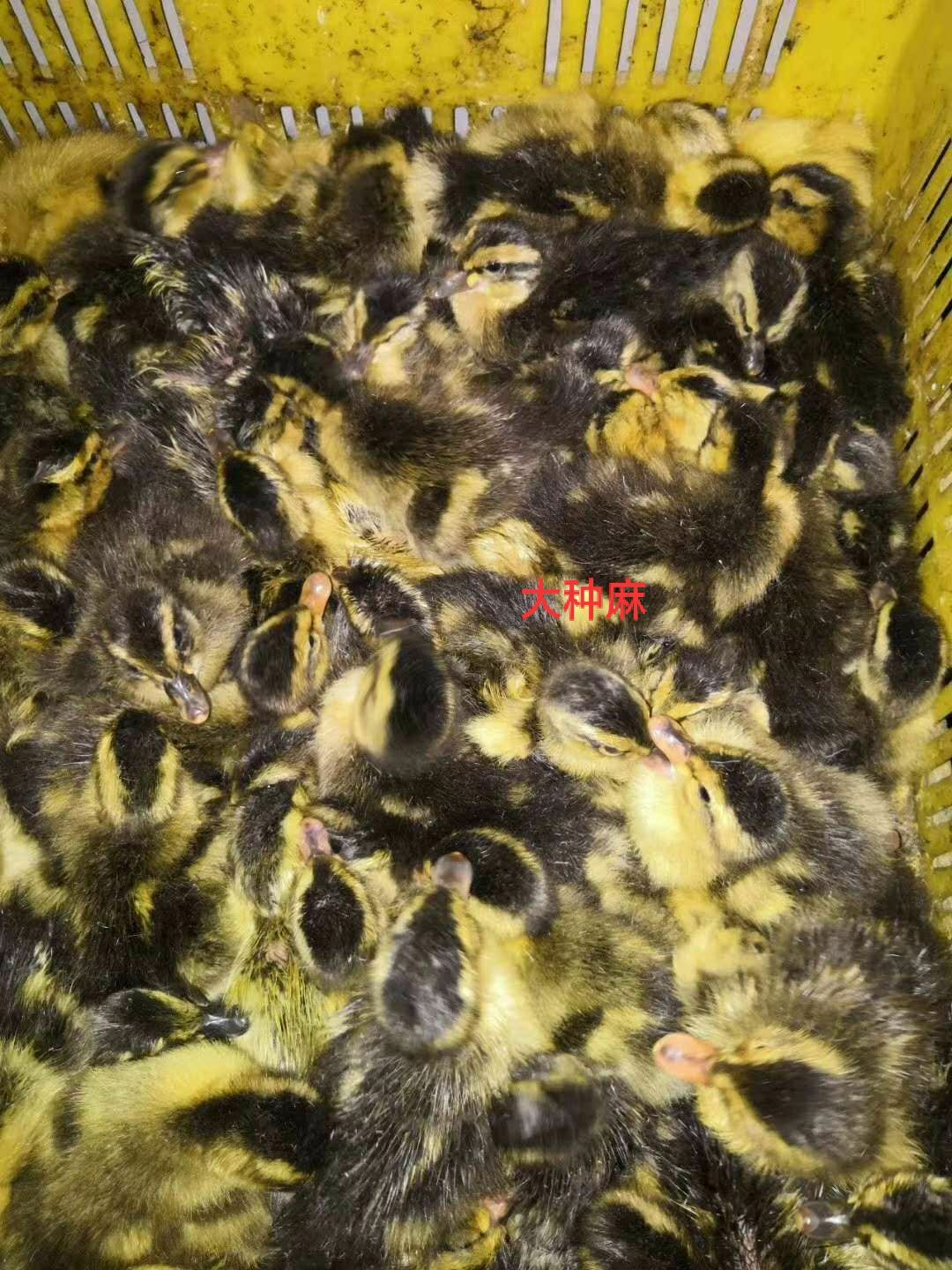 麻鸭苗  造形造势不如造就自己 老板 你需要的我这里都有 等你来确认