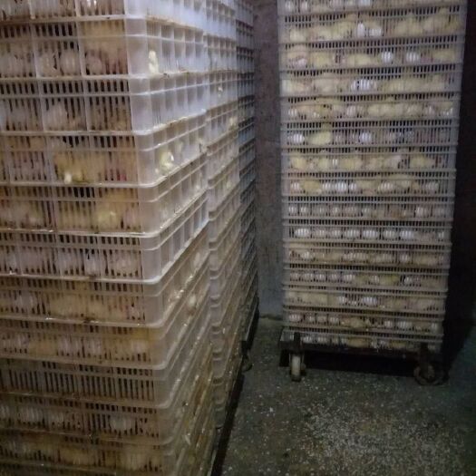 沭阳县 鹅苗供应