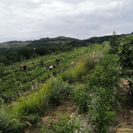 礼县皱皮辣椒 高山夏菜，种植在海拔1800米左右的高山上，无公害，没打农药