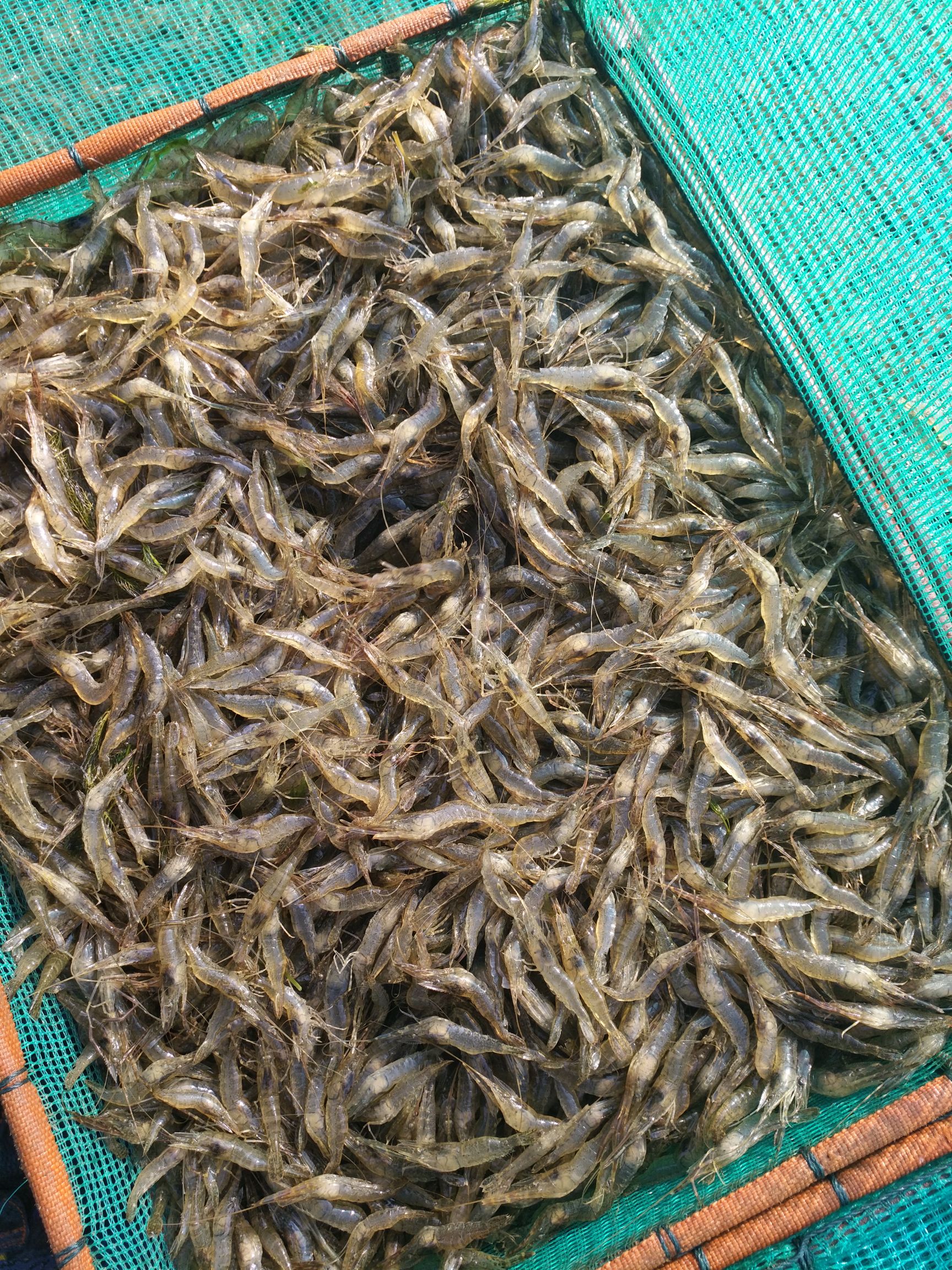 致富经虾苗(致富经养麻虾)