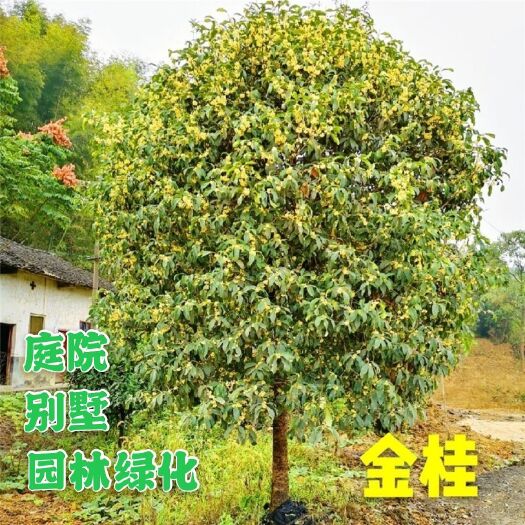 桂花树 金桂 黄花金桂树 桂花树苗园林绿化八月桂