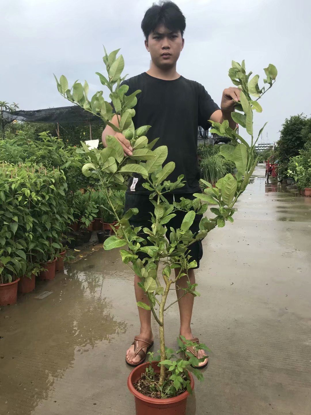 香水柠檬苗  水柠檬苗 四季香水柠檬，青柠檬嫁接苗，包技术包