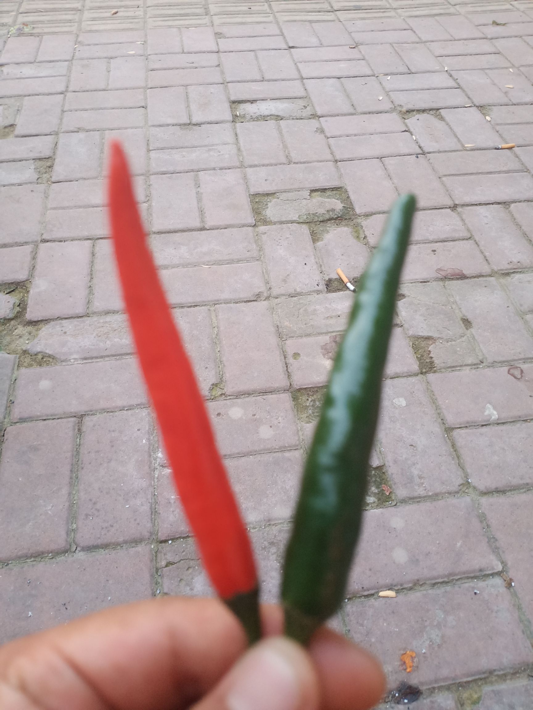 天宇辣椒