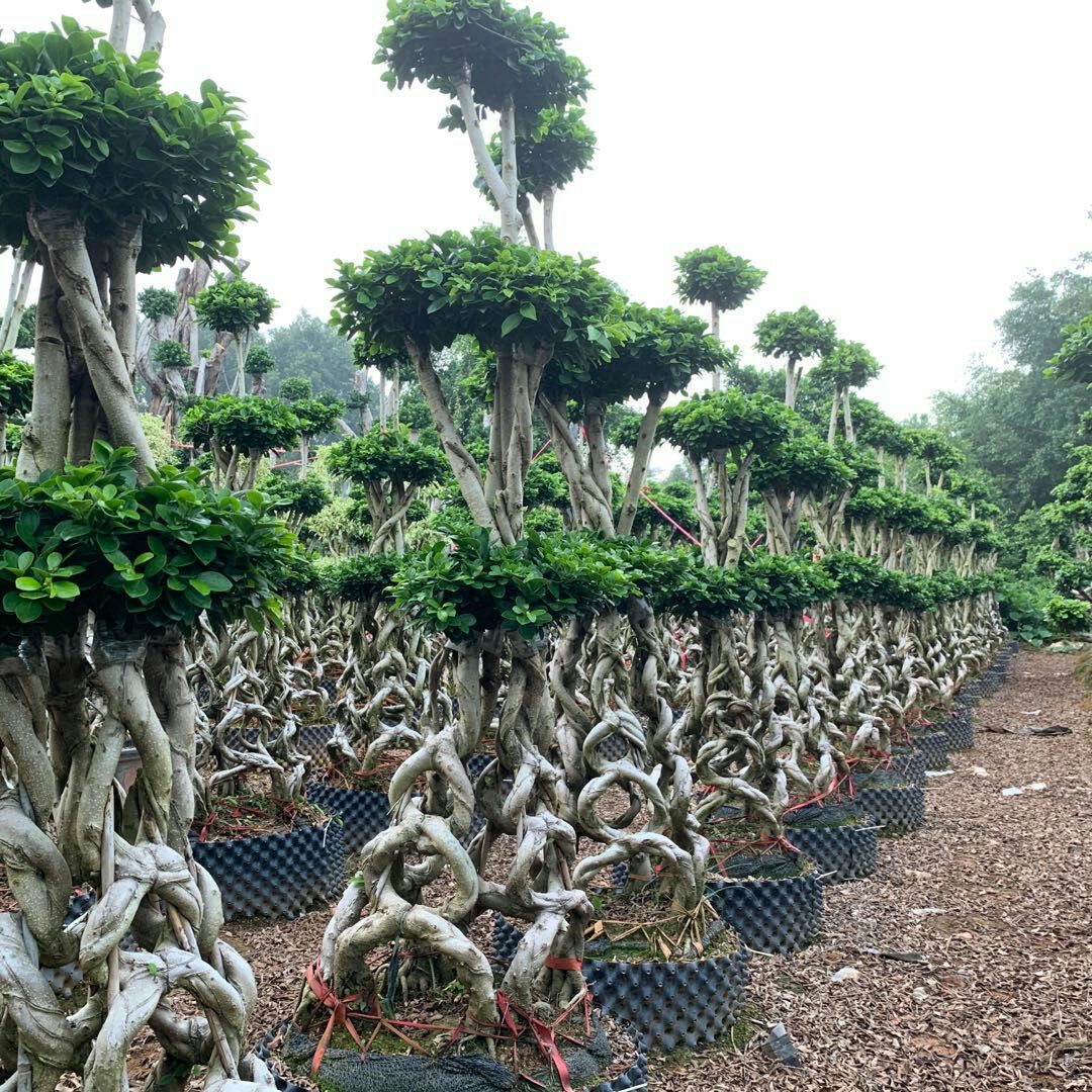  嫁接花篮造型榕桩景 （4组合型）8字造型榕树盆景