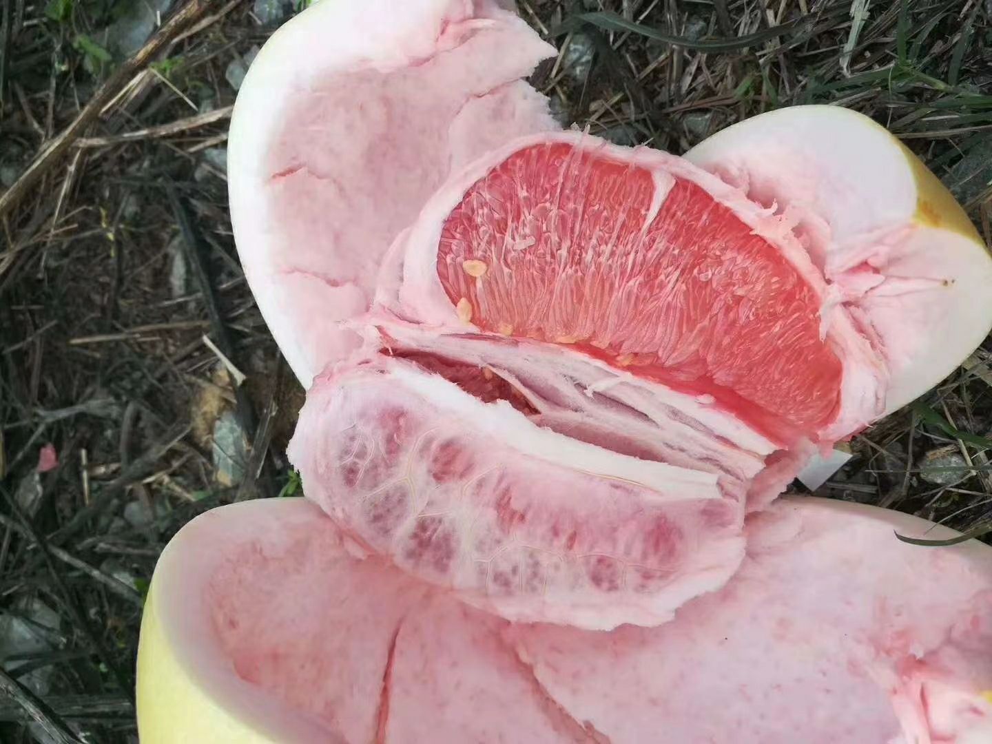 广东梅州红心柚 三红柚 白心柚 果大皮薄多汁 清甜脆口