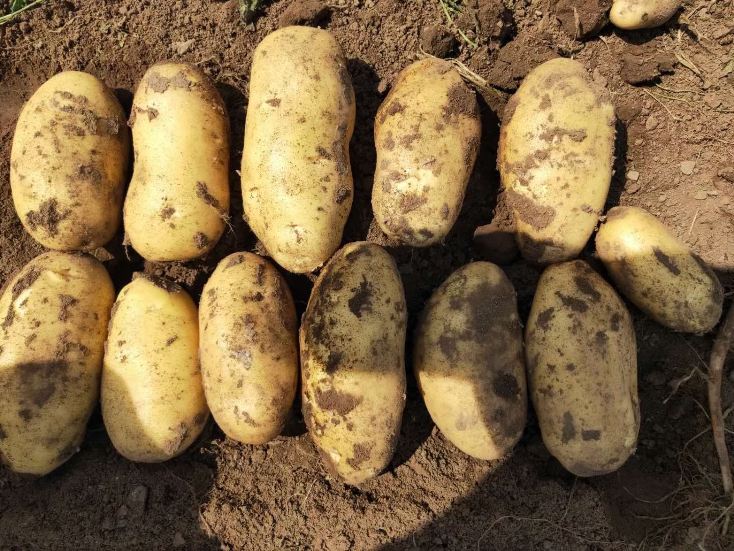 沃土，v7，实验一，黄皮黄心，3两以上大量供应，电商，大量