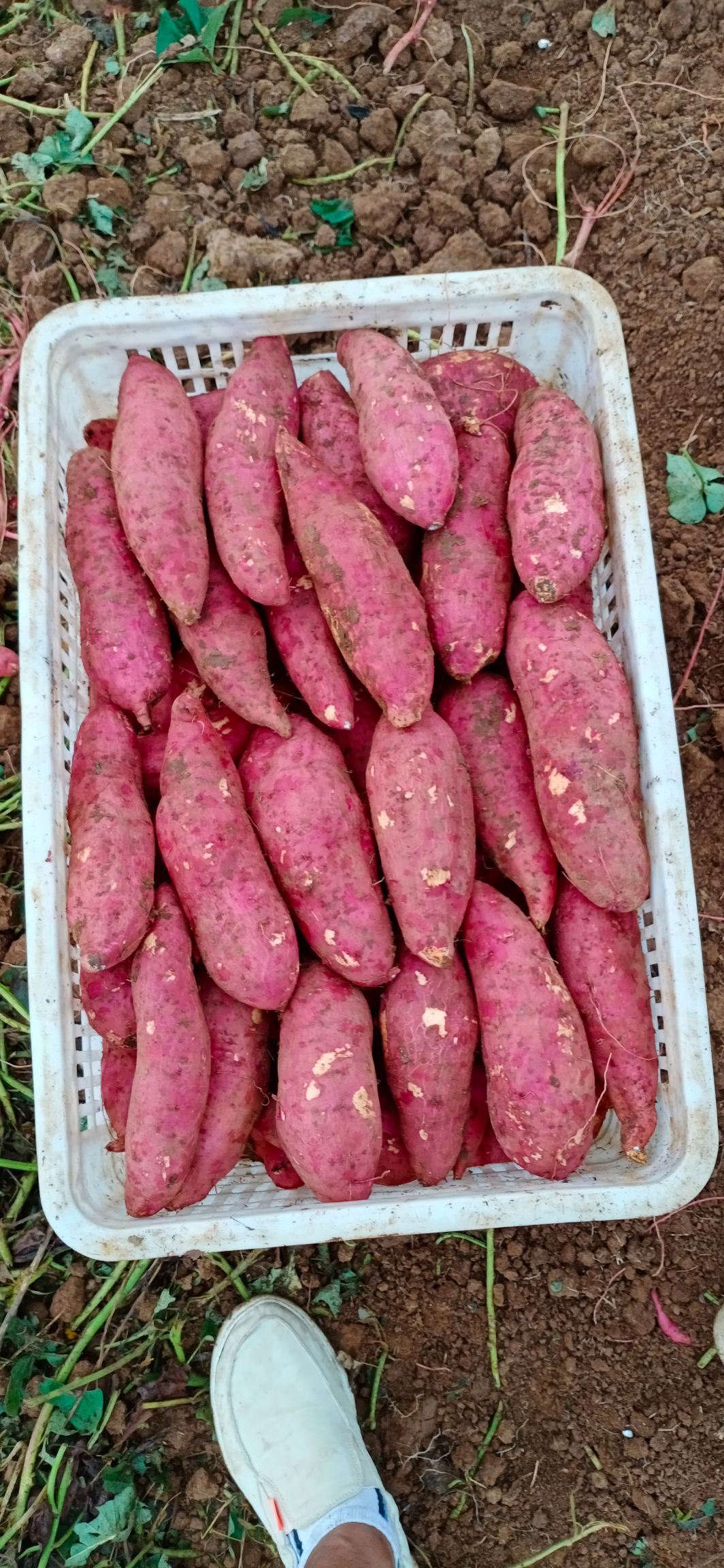 西瓜红大量供应市场货，电商货，工厂货