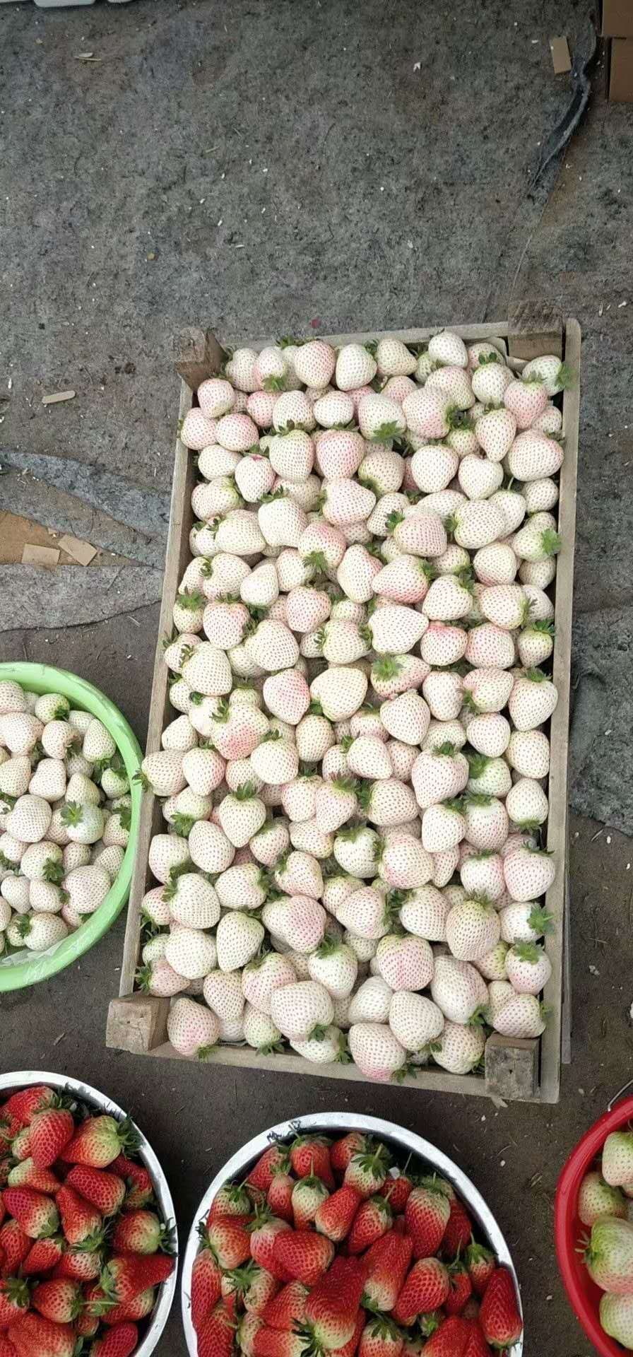 小白草莓苗 小白草莓，日本淡雪，白雪公主