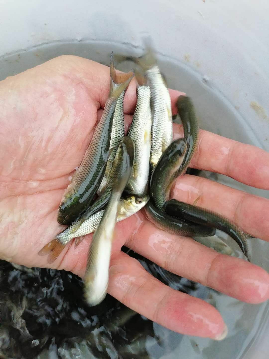 草鱼苗，淡水养殖基地直供专车运输消毒放塘