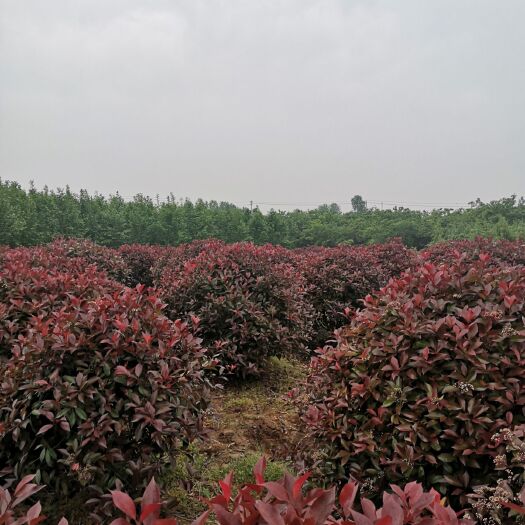 南京红叶石楠球树  1米1.5米2米  红叶石楠球价格