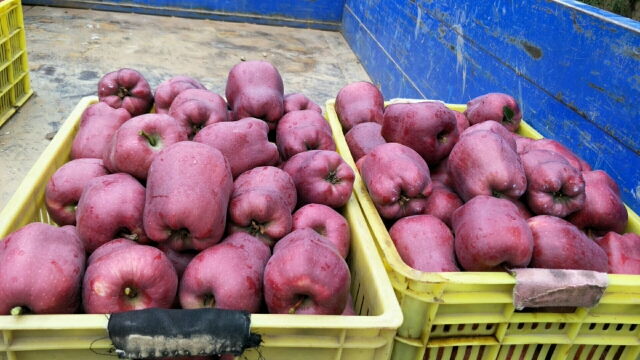  甘肃天水花牛苹果。