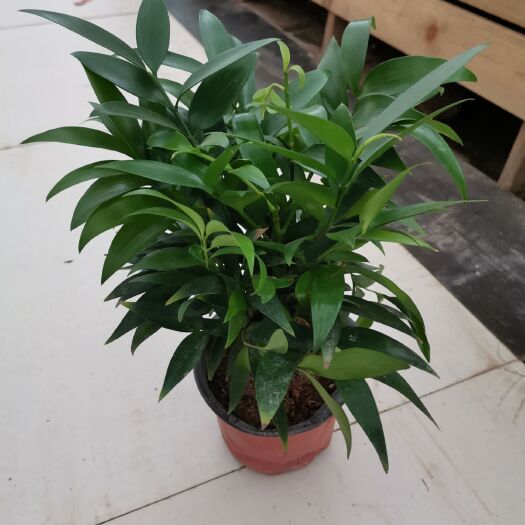 郑州长寿花盆栽 竹柏盆栽植物长寿竹室内四季常青耐寒竹柏苗净化空气夏季驱蚊植物
