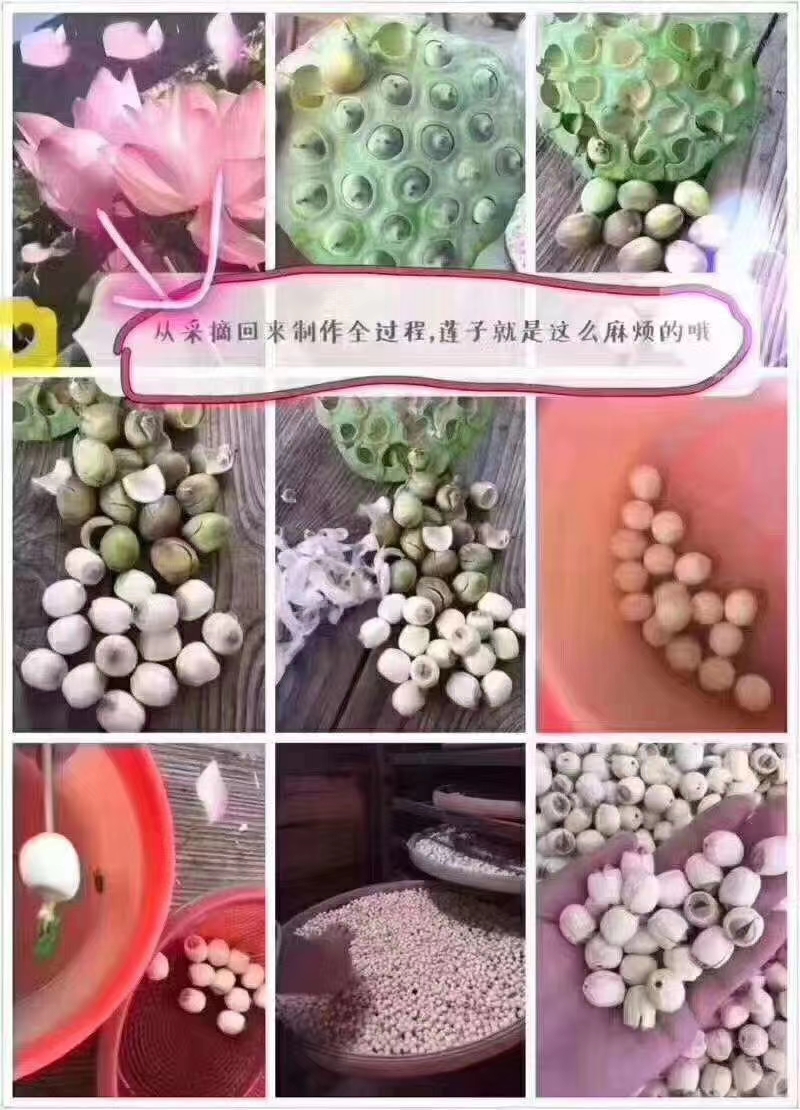 红莲子 中国供莲，清新花香，福源建宁，建宁特产