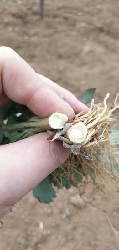 小白草莓苗 小白草莓，日本淡雪，白雪公主