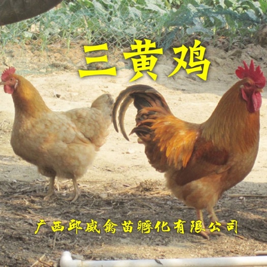 贵阳 三黄鸡苗，青脚麻鸡苗，黑瑶鸡苗，全国发货包打疫苗