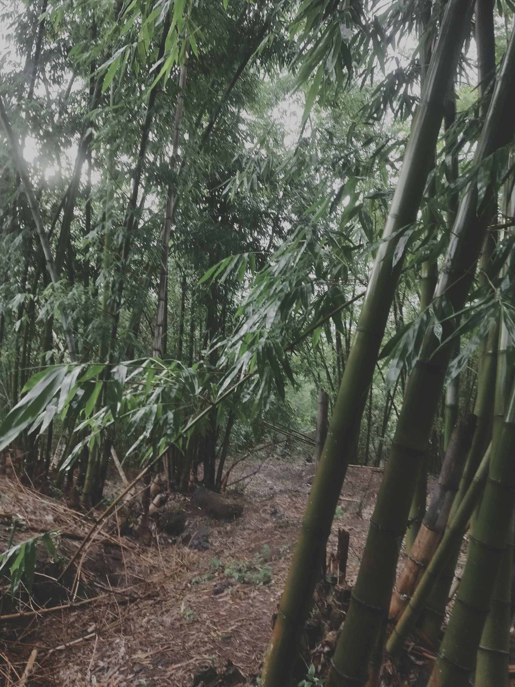 苦竹 大龙竹，数量在10000棵左右，欢迎采购