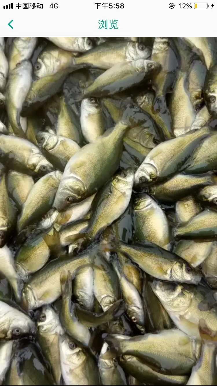鲤鱼苗贵州 热销优质鲤鱼苗 优质苗种 提供养殖技术包运输下塘